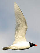 Mediterranean Gull