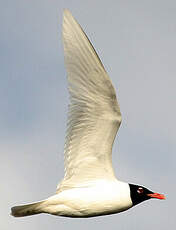 Mouette mélanocéphale