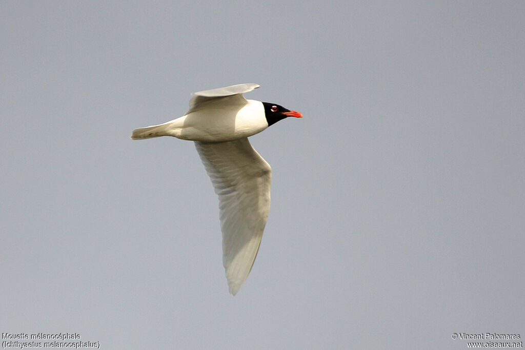 Mouette mélanocéphaleadulte nuptial