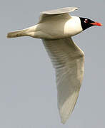 Mediterranean Gull