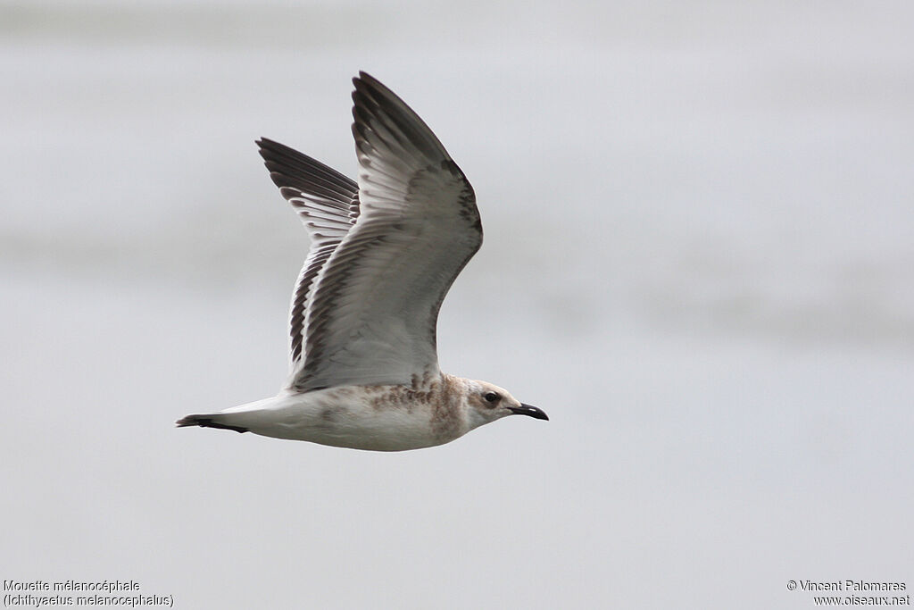 Mouette mélanocéphalejuvénile