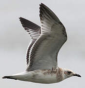 Mediterranean Gull