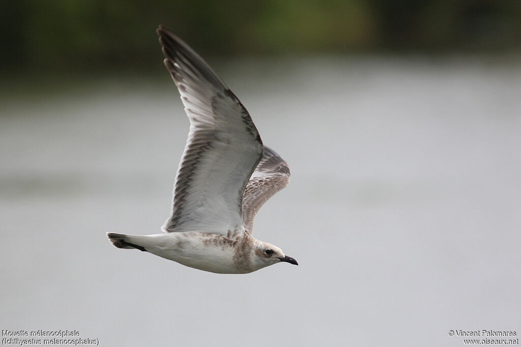 Mouette mélanocéphalejuvénile