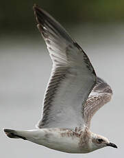 Mouette mélanocéphale