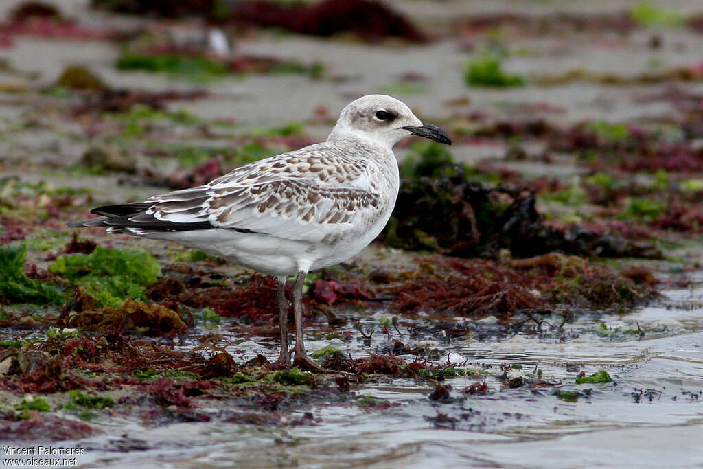 Mouette mélanocéphalejuvénile, identification