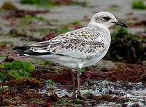 Mouette mélanocéphale