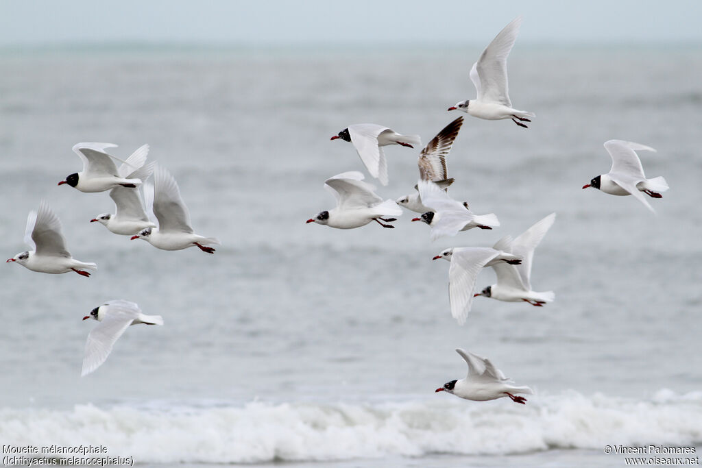 Mouette mélanocéphale, Vol