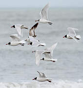 Mediterranean Gull