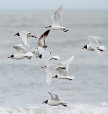 Mouette mélanocéphale