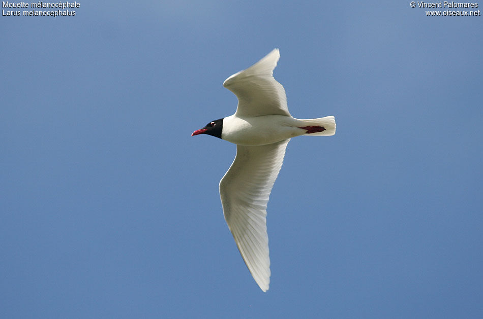 Mouette mélanocéphale