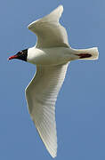 Mediterranean Gull