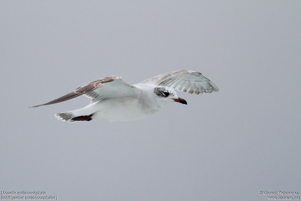 Mouette mélanocéphale2ème année, Vol