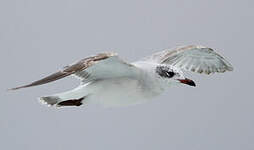 Mouette mélanocéphale