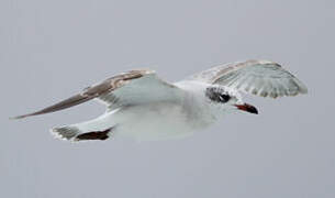 Mouette mélanocéphale