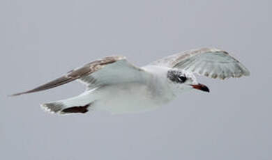 Mouette mélanocéphale