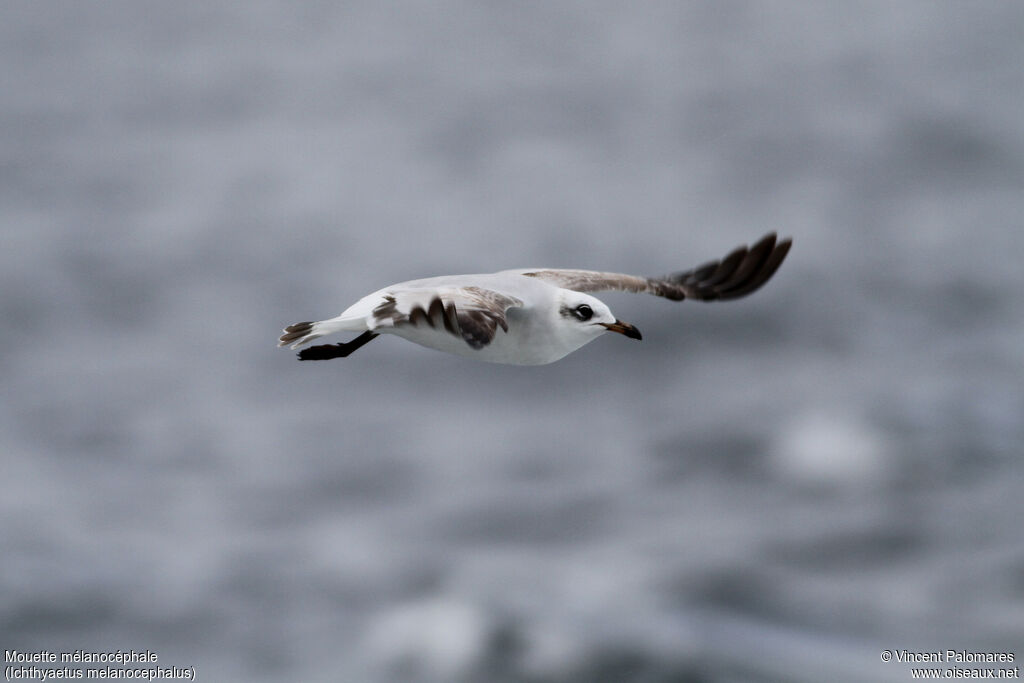 Mouette mélanocéphale2ème année, Vol