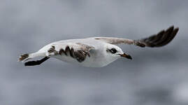 Mouette mélanocéphale