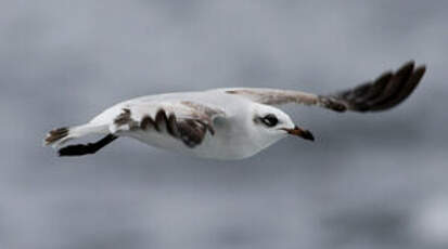 Mouette mélanocéphale