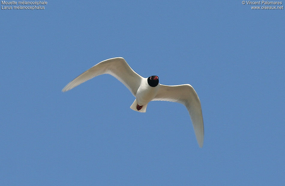 Mouette mélanocéphale