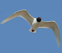 Mouette mélanocéphale