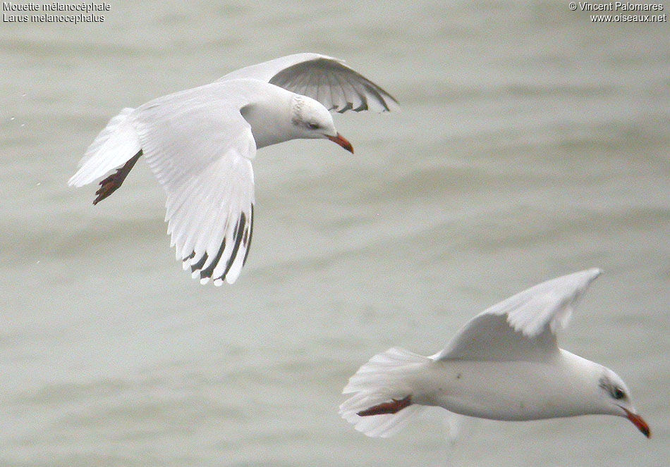 Mouette mélanocéphale3ème année