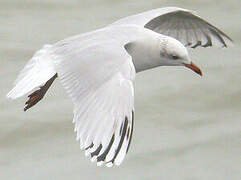 Mouette mélanocéphale