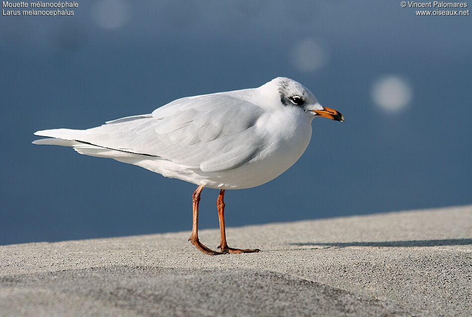 Mouette mélanocéphale3ème année