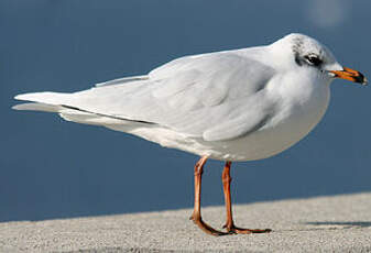 Mouette mélanocéphale