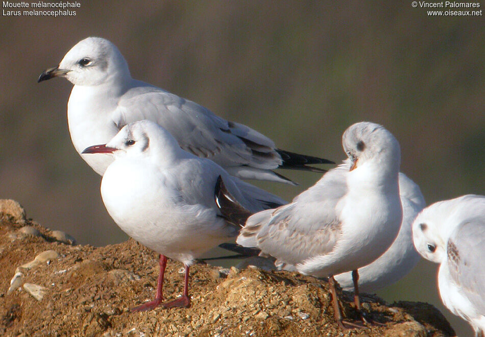 Mouette mélanocéphale2ème année