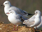 Mouette mélanocéphale