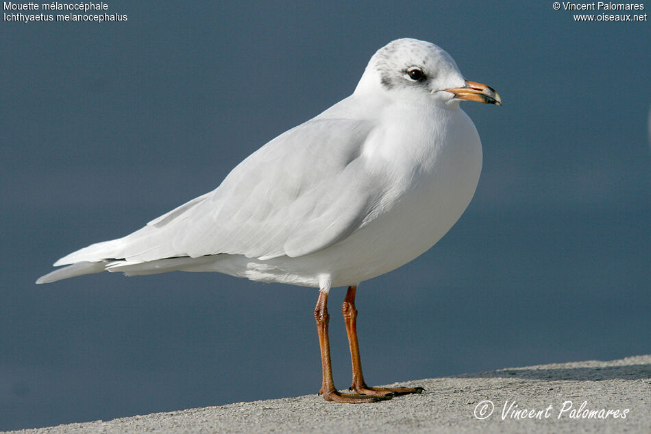 Mouette mélanocéphaleadulte internuptial