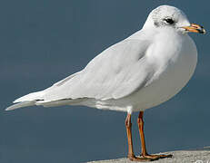 Mediterranean Gull