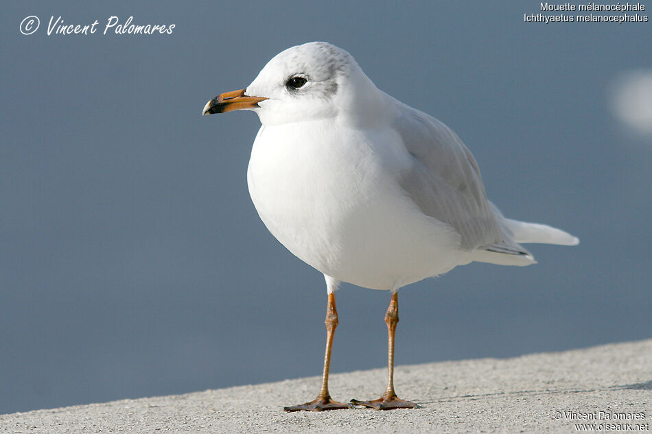 Mouette mélanocéphalesubadulte