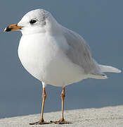 Mediterranean Gull