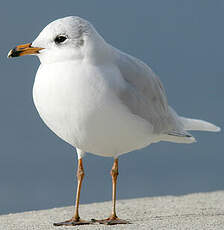 Mouette mélanocéphale