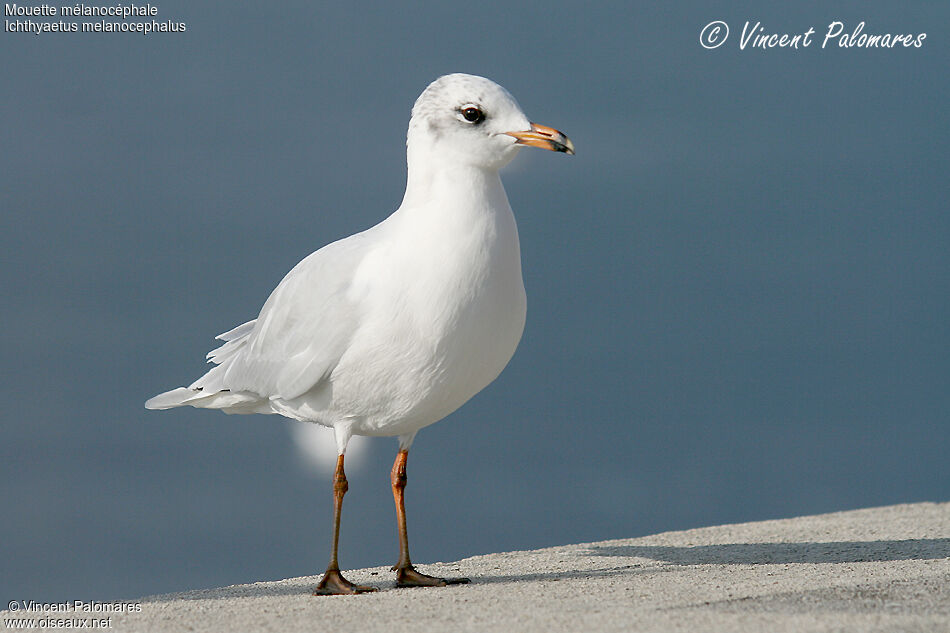 Mouette mélanocéphale3ème année