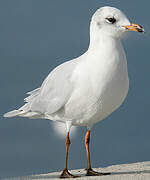 Mediterranean Gull