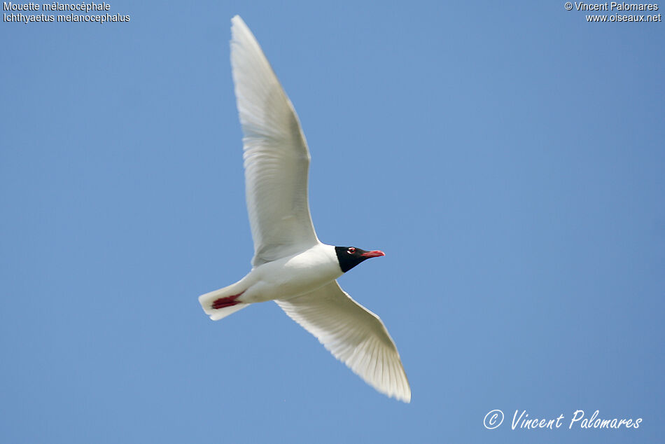 Mouette mélanocéphaleadulte nuptial