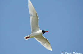 Mouette mélanocéphale