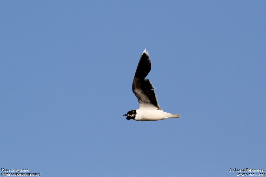 Mouette pygméeadulte, Vol