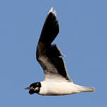 Mouette pygmée