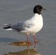 Little Gull