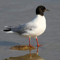 Mouette pygmée