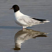 Little Gull