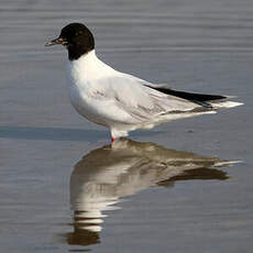 Mouette pygmée