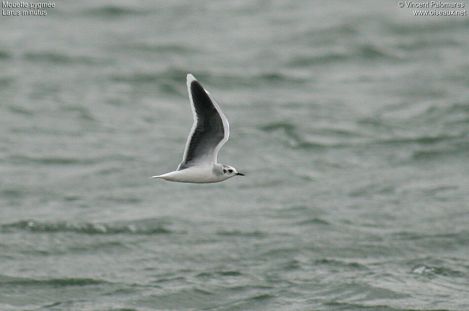 Mouette pygmée