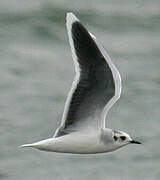 Mouette pygmée