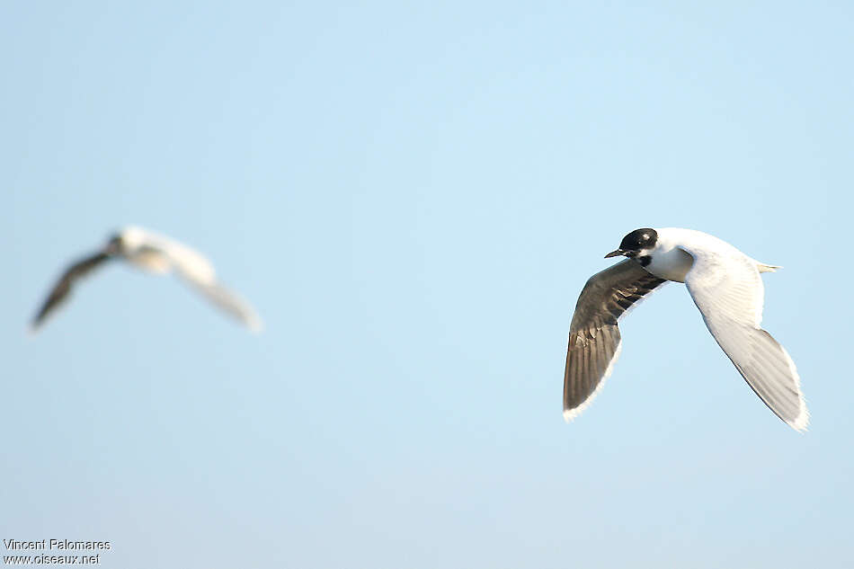 Mouette pygmée