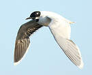 Mouette pygmée