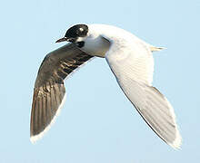 Little Gull